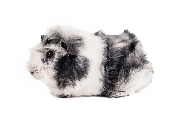 Black White Guinea Pig Abyssinian Breed Rare Color Magpie White — Stock Photo, Image
