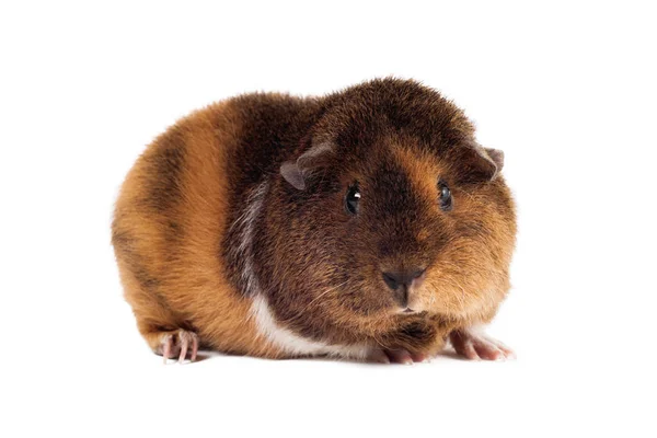 Ein Rotbraunes Meerschweinchen Einer Teddyrasse Sitzt Auf Halber Drehung Und — Stockfoto