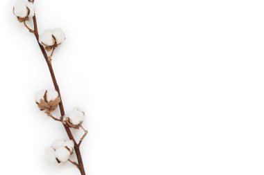 Beyaz bir arka plan ile geniş bir boş alan yatay orta soldaki Pamuğa izole Şubesi