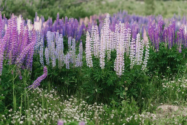 Campo Rosa Azul Púrpura Floreciendo Lupins Atardecer Verano Horizontal —  Fotos de Stock