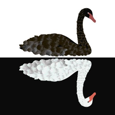 Siyah Kuğu siyah arka plan izole vektör çizim üzerinde beyaz zemin üzerine beyaz kuğu