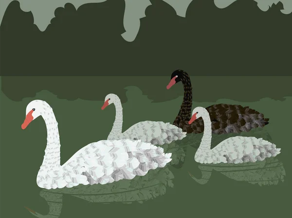 Family of vector white gray and black swans floating on a green pond with reflection and green dark bushes — Stock Vector