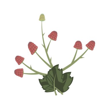 kompozisyon karanlık yaprakları ve beyaz arka plan üzerinde izole kırmızı olgun ahududu