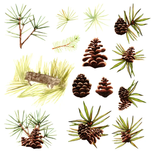 Conos de cedro con nueces y agujas de pino verde ramas de pino naturaleza acuarela objetos aislados sobre fondo blanco —  Fotos de Stock