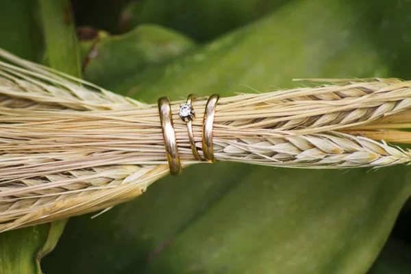 Gros plan des alliances dans les oreilles du blé — Photo