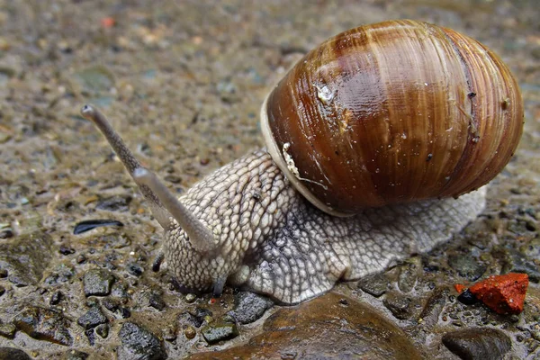 Yağmur taş sonra ıslak üzerinde büyük salyangoz