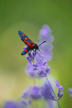 Lavanta çiçek kelebek makro fotoğraf