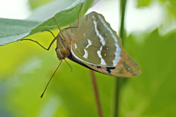 Uma foto macro da borboleta na folha — Fotografia de Stock