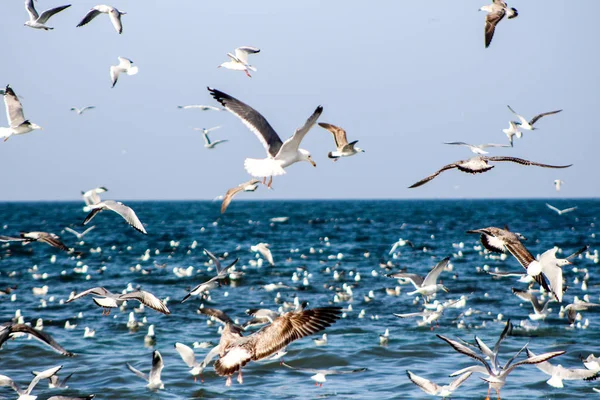 Möwe frisst Fische mit unterschiedlichen Hintergründen — Stockfoto