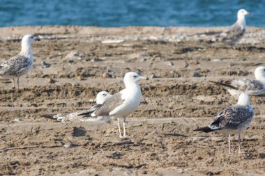 Farklı geçmişlere kuş becom kullanarak yemek martı/süs balıkları