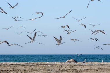 Farklı geçmişlere kuş becom kullanarak yemek martı/süs balıkları