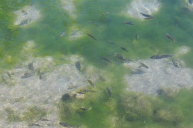 Deniz manzaralı Umman Beach side ya da deniz, derin su kayalar, güzel duvar kağıtları ve arka planlar, Doğa ve su, balık ve su ile