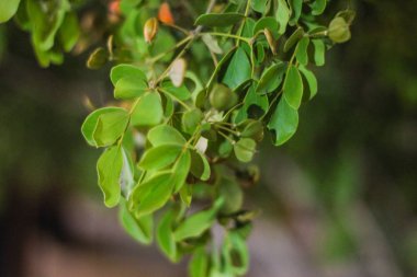 Yapraklı duvar kağıdı ve arka plan