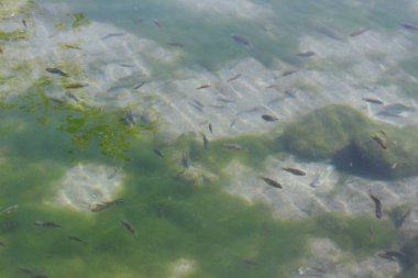 deniz kenarı veya deniz manzaralı Umman plajı kayalar beautif ile derin su