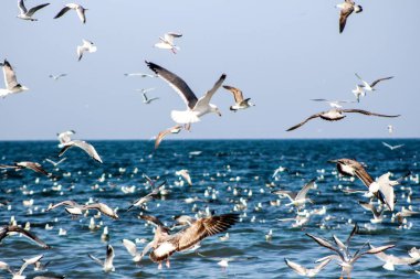 Farklı geçmişlere kuş becom kullanarak yemek martı/süs balıkları