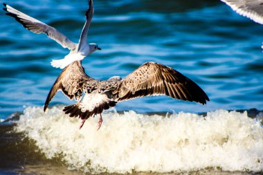 Farklı geçmişlere kuş becom kullanarak yemek martı/süs balıkları