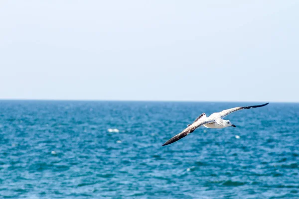 Seagull eten vissen met behulp van verschillende achtergronden de vogel perfectione — Stockfoto