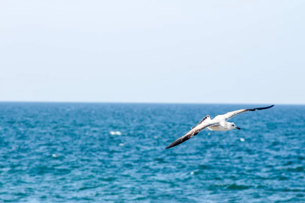 Möwe frisst Fische mit unterschiedlichen Hintergründen — Stockfoto