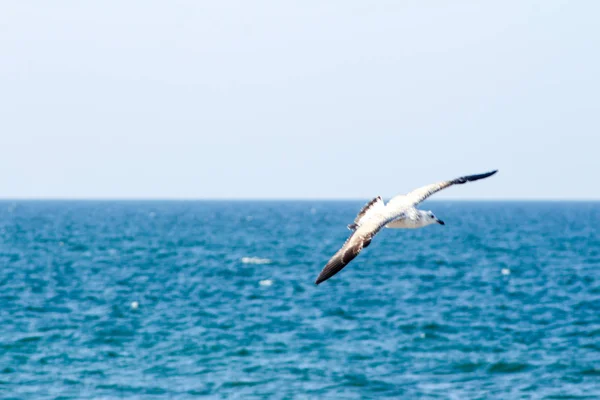 Seagull äta fiskar med olika bakgrunder den fågel becom — Stockfoto