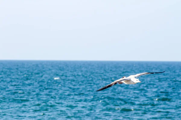 Seagull äta fiskar med olika bakgrunder den fågel becom — Stockfoto