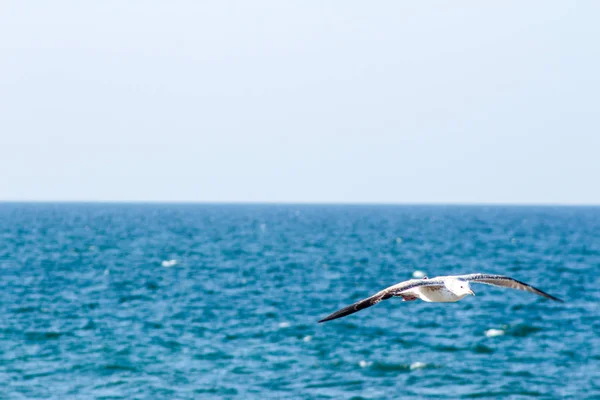 Seagull äta fiskar med olika bakgrunder den fågel becom — Stockfoto