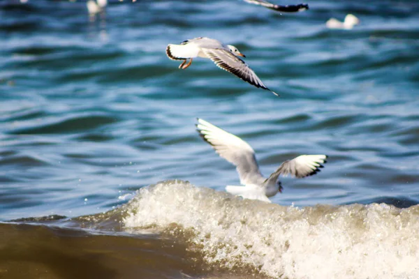 Sirály, eszik halak segítségével különböző hátterek a madár becom — Stock Fotó