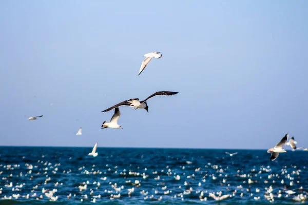 Seagull äta fiskar med olika bakgrunder den fågel becom — Stockfoto