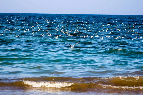 Seagull äta fiskar med olika bakgrunder den fågel becom — Stockfoto