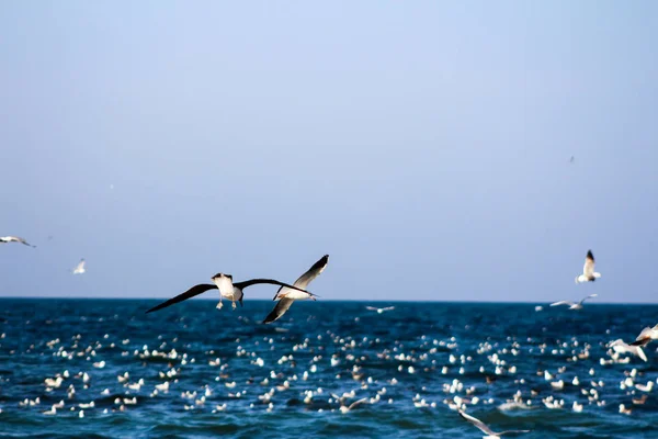 海鸥吃鱼使用不同的背景鸟 becom — 图库照片