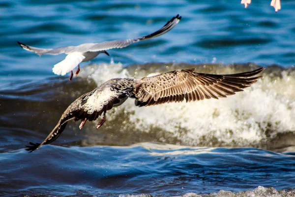 Чайка ест рыб, используя различные фоны, птица становится — стоковое фото