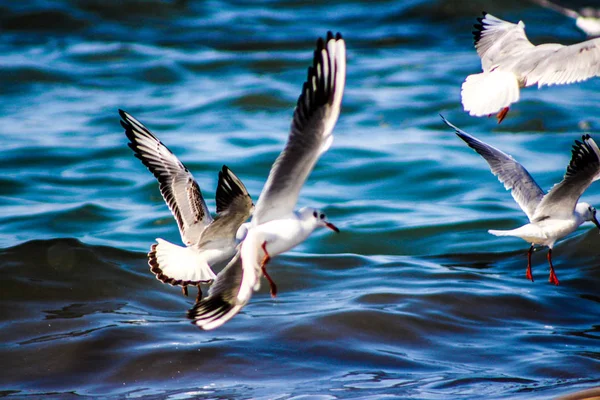 Racek, jíst ryby, pomocí různých pozadí becom pták — Stock fotografie