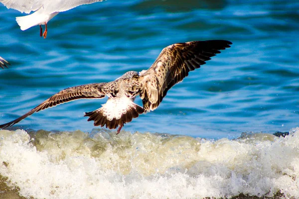 Seagull äta fiskar med olika bakgrunder den fågel becom — Stockfoto