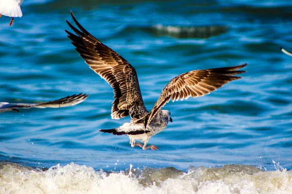 Racek, jíst ryby, pomocí různých pozadí becom pták — Stock fotografie