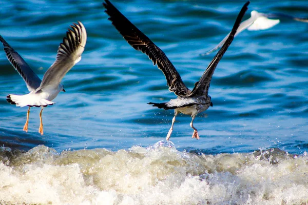 Чайка ест рыб, используя различные фоны, птица становится — стоковое фото