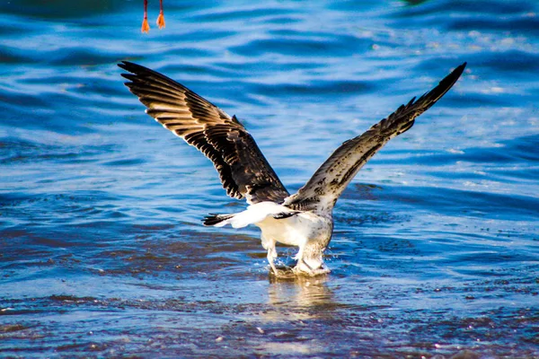 Seagull eten vissen met behulp van verschillende achtergronden de vogel perfectione — Stockfoto