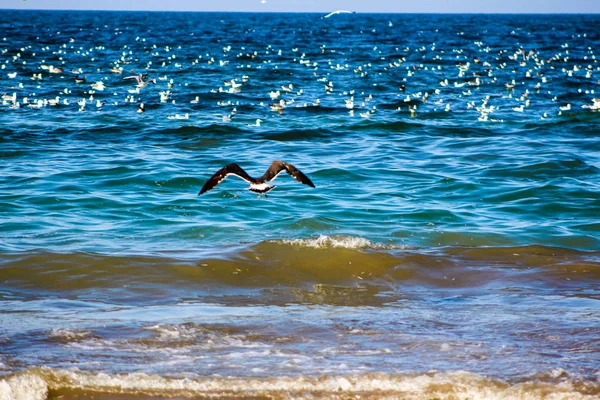 Racek, jíst ryby, pomocí různých pozadí becom pták — Stock fotografie