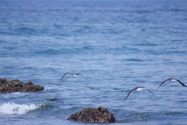 Aiguas Blanques Água branca Praia de Ibiza com água azul-turquesa — Fotografia de Stock