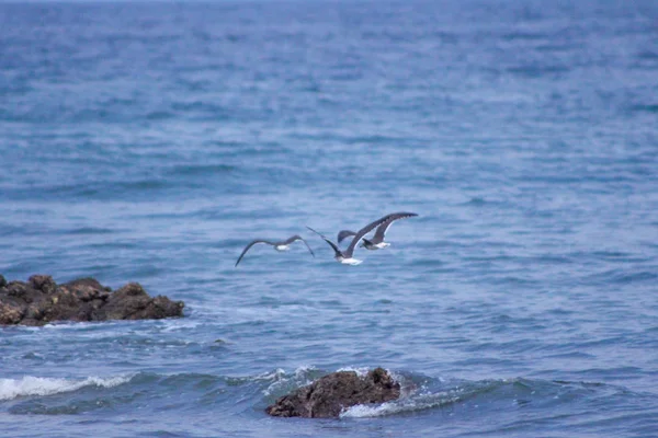 Aiguas Blanques Agua blanca Ibiza playa con agua turquesa en — Foto de Stock