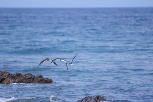 艾古亚斯布兰克阿瓜布兰卡伊比扎海滩上的绿松石水 — 图库照片