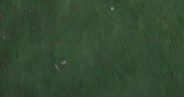 Çimlere Pan arasında ıslak çimen sağa doğru yürüyüş. Sığ derinlik-in tarla, 4 k'dan fazla kaydedildi