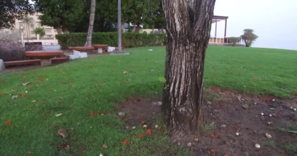 Primo Piano Vista Alberi Incredibili Con Foglie Verdi Nel Giardino — Video Stock