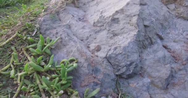 小さな植物を有するビーチに近い乾燥した過酷な山岩 — ストック動画