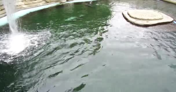 Ankor Och Fåglar Vattnet Rotterdam Zoo Fantastisk Utsikt Över Djur — Stockvideo