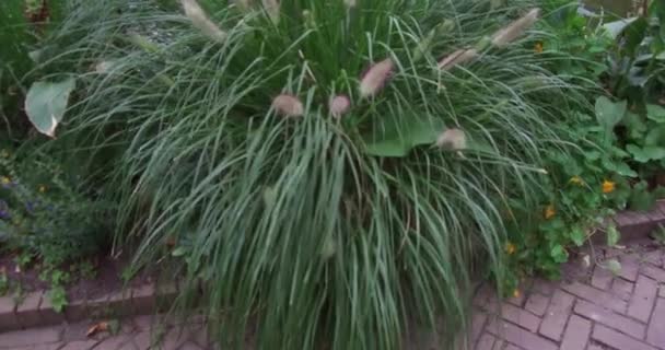 Kleine Planten Buurt Van Water Langzaam Bewegend Uitzicht Dierentuin Van — Stockvideo