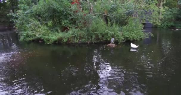 ロッテルダム動物園の水の中のアヒルや鳥市内運河で遊ぶ動物や鳥の素晴らしい景色 — ストック動画