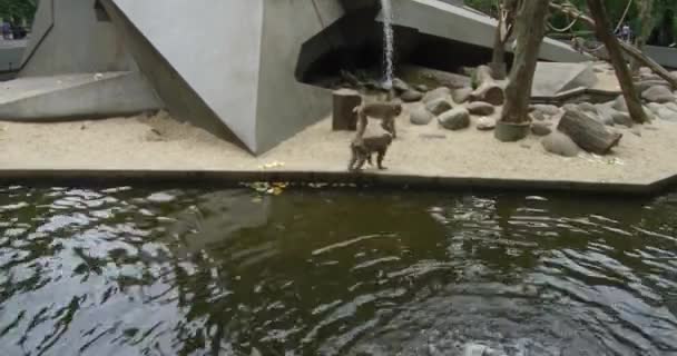 猿猿は水で遊び 木はアムステルダムの動物園で家族と一緒に飛び回っていますオランダの素晴らしい景色 — ストック動画