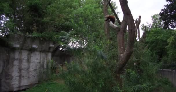 Mono Mono Jugando Agua Los Árboles Saltando Con Familia Zoológico — Vídeo de stock