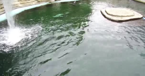 Enten Und Vögel Wasser Des Zoos Rotterdam Tolle Aussicht Auf — Stockvideo