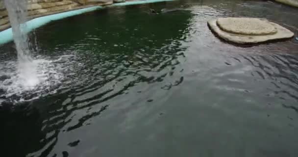 Patos Pássaros Água Zoológico Roterdão Vista Incrível Animais Pássaros Brincando — Vídeo de Stock