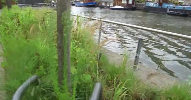 Ankor Och Fåglar Vattnet Rotterdam Zoo Fantastisk Utsikt Över Djur — Stockvideo